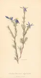Calactasia Cyanea (Tinsel Lily) by Elsie Margaret Stones, ink and watercolour on paper, sold Oct 2022