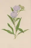 Stokesia Laevis (Stokes Aster) by Elsie Margaret Stones, 1976, watercolour on paper, sold Oct 2022