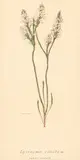 Lysinema Ciliatum (Curry Flower) by Elsie Margaret Stones, ink and watercolour on paper, sold Oct 2022