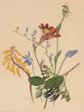 Untitled (Botanical Study) by Elsie Margaret Stones, watercolour on paper, sold Oct 2022