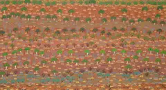 Michelle Holmes Apwerl, (Alyawarre Language Group), synthetic polymer paint on linen