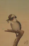 Neville Cayley Senior, Kookaburra with Catch, 1894, watercolour on paper