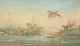 Neville Cayley Senior, Sandpipers, watercolour on paper laid on board