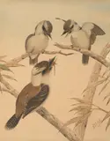 Neville Cayley Senior, Kookaburras, 1896, watercolour, pencil and ink on paper