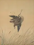 Neville Cayley Senior, Wild Duck, watercolour and ink on paper
