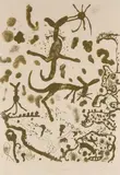 John Olsen, Back O'Bourke, 1979, lithograph, ed. 6/50