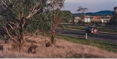 Patricia Piccinini, Subdivision (As The Suburbs Encroach On The Honeyeater's Habitat, This Group Is Adapting To Life On The City Fringe), 2005, digital c-type photograph, ed. 1/6