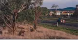 Patricia Piccinini, Subdivision (As The Suburbs Encroach On The Honeyeater's Habitat, This Group Is Adapting To Life On The City Fringe)
