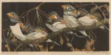 Norbertine Bresslern-Roth, Zebera Finches