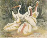 Lesbia Thorpe, White Pelicans, linocut, ed. 3/12