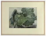 Janet Dawson, Cabbage 3, 2004, pastel on paper