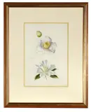 Paul Osborne Jones Obe, Camelia Akebono & Imura, watercolour and pencil on paper