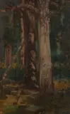 Jessie Traill, Study of Gum