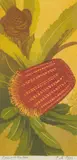 Florence Higgs, Firewood Banksia, c.1954, linocut