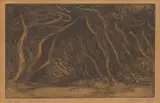 Jessie Traill, Tangled Ti-Tree, 1929, etching 3/25