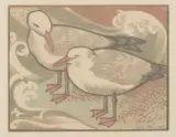 Florence Higgs, Seagulls, 1953, linocut