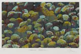 Lin And Tiriki Onus, Walawala Garkman, screenprint P/P