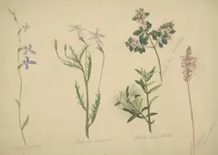 Botanical Studies (Lobelia Gibbosa, Isotoma Axillaris, Prostanthera Walteri, Stylidium Graminifolium) by Elizabeth Parsons, watercolour and pencil on paper, sold Oct 2020