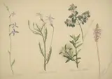 Elizabeth Parsons, Botanical Studies (Lobelia Gibbosa, Isotoma Axillaris, Prostanthera Walteri, Stylidium Graminifolium), watercolour and pencil on paper