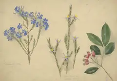 Botanical Studies (Lechenaultia Biloba, Blue Tinsel Lily) by Elizabeth Parsons, watercolour, pencil and gouache on paper, sold Oct 2020