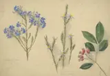 Elizabeth Parsons, Botanical Studies (Lechenaultia Biloba, Blue Tinsel Lily), watercolour, pencil and gouache on paper