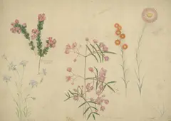 Botanical Studies (Blue Bells, Boronia Serrulata, Boronia Pinnata, Waitzia Acuminata, Helipterum Roseum) by Elizabeth Parsons, watercolour and pencil on paper, sold Oct 2020