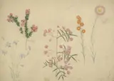 Elizabeth Parsons, Botanical Studies (Blue Bells, Boronia Serrulata, Boronia Pinnata, Waitzia Acuminata, Helipterum Roseum), watercolour and pencil on paper