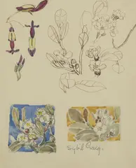 Sybil Craig, Nature Studies, ink, pencil and watercolour on paper