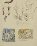 Sybil Craig, Nature Studies