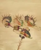 Sidney Nolan, Flowers, Paradise Garden