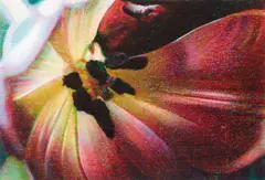 Tim Maguire, Broken Tulip 2008, 2008, digital pigment print