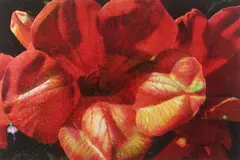Tim Maguire, Orange Trumpet Flower 2007, 2007, digital pigment print