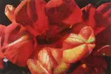 Tim Maguire, Orange Trumpet Flower 2007, 2007, digital pigment print