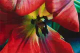 Tim Maguire, Hooded Tulip 2007, 2007, digital pigment print