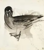 Brett Whiteley, The Gull 1978, 1978, ink on paper