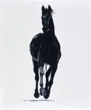Michael Zavros, Omega Knight/Encyclopaedia of the Horse 2004, 2004, oil on canvas