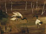 Albert Tucker, Ibis in Swamp 1964, 1964, synthetic polymer paint on board