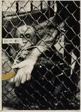 Brett Whiteley, Swinging Monkey 2 1965, 1965, colour screenprint