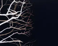 Andrew Browne, Branches and Void 2004, 2004, oil on linen