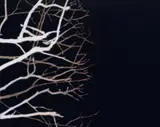 Andrew Browne, Branches and Void 2004