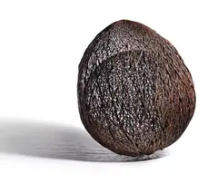 Bronwyn Oliver, Acorn 2005, 2005, copper