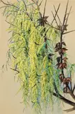 Ellis Rowan, Wattle Blossom