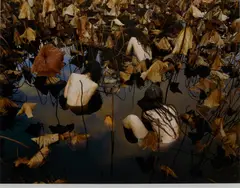 Tamara Dean, Sacred Lotus (Nelumbo Nucifera) in Autumn 2017, 2017, inkjet pigment print