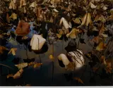 Tamara Dean, Sacred Lotus (Nelumbo Nucifera) in Autumn 2017, 2017, inkjet pigment print
