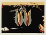 Cressida Campbell, Seeds 1995