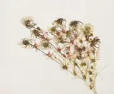 Bunch of Wildflowers by Sidney Nolan, oil on paper, sold Jun 2023