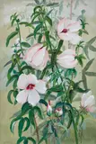 Ellis Rowan, Hibiscus