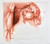 Tim Storrier, Saddle Drawing 1981