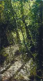 A. J. Taylor, Paynter Creek No. 16 (Yellow and Blue) 2003, 2003, oil on board