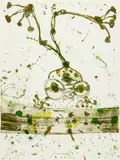 John Olsen, Frog at Kakadu 1988, 1988, colour lithograph